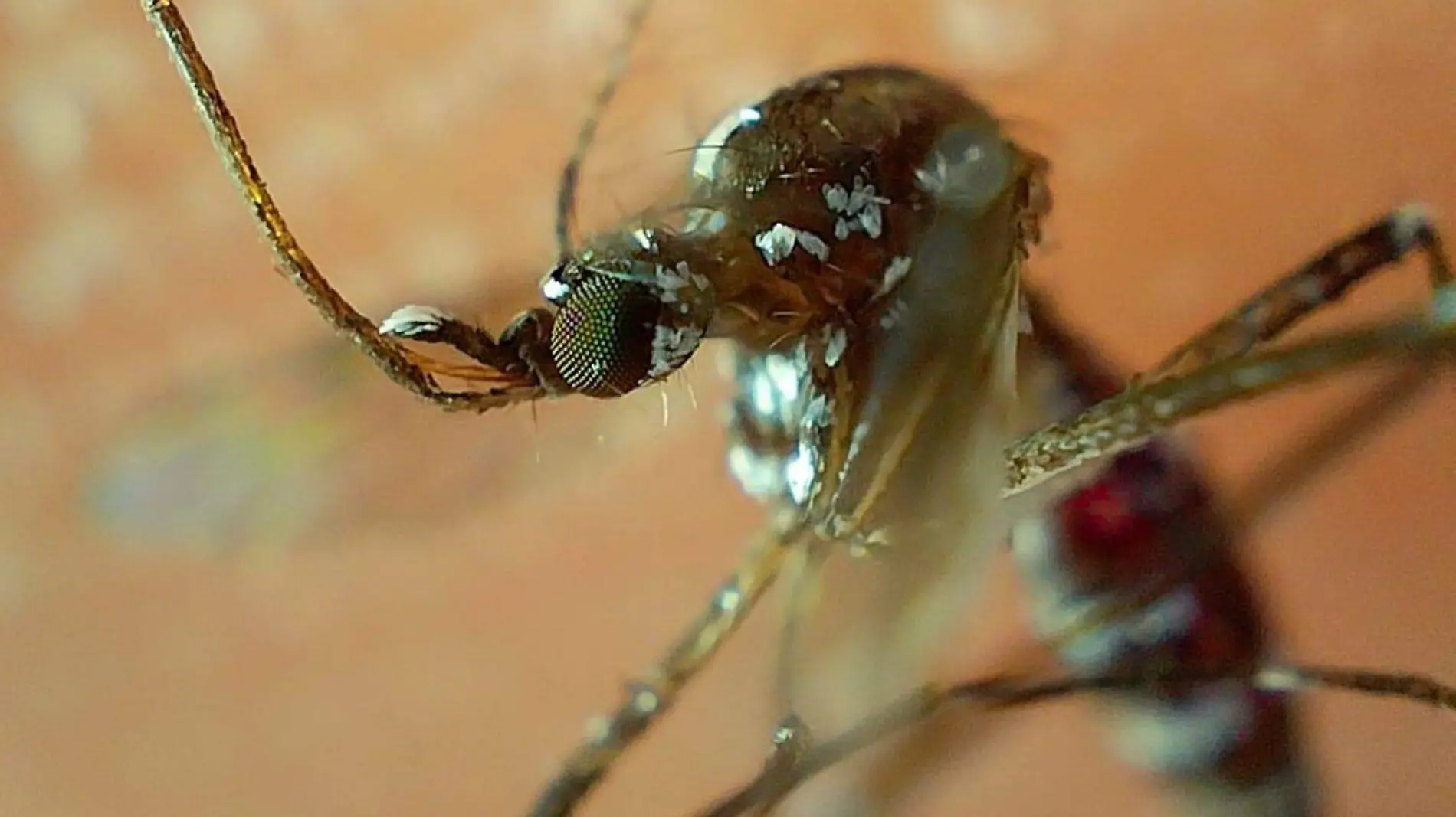 dengue, un mosco que se propaga en Puebla